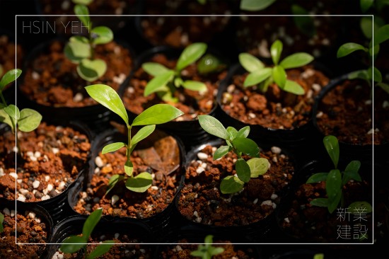 ＃臺(tái)灣山林復(fù)育協(xié)會(huì)，目的是推動(dòng)本土的生態(tài)教育，進(jìn)行自然棲地的保護(hù)，在地種源的復(fù)育，9月秋旬之日，新業(yè)攜手各部同仁，益起為大肚山的森林當(dāng)起生態(tài)志工。