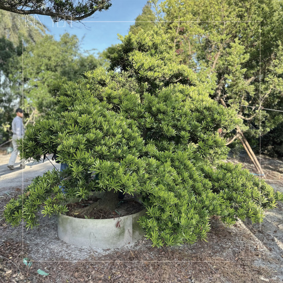 作為入口意象的『羅漢松』，四季常青、沉穩(wěn)長成，象徵幸福安康與傳承，枝幹柔韌、抗風(fēng)性強(qiáng)，可謂是造景設(shè)計的首選。