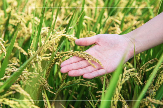 契作認(rèn)養(yǎng)15載，霧峰小農(nóng)對(duì)於自然農(nóng)法無農(nóng)藥、無化肥的堅(jiān)持，新業(yè)守護(hù)這份對(duì)土地的溫柔心意，讓善與美在這片大地持續(xù)傳遞。