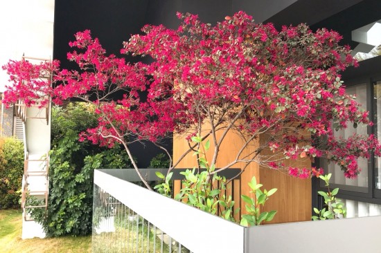 森鄰有樹初長成，春神來訪大塊森鄰，在陽臺邊為紅花繼木抹上胭脂，是一幅藏不了的自然美景。