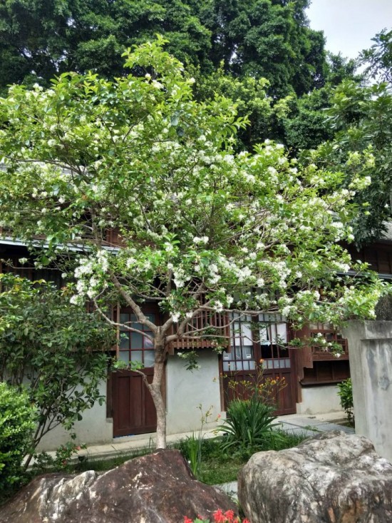 流蘇是否因懷念著誰而白了頭？文學館的一景，正盼著誰歸來？