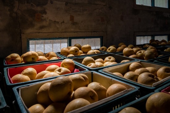 一箱箱等待包裝的梨子，靜靜的享受陽光的餘韻，像是為她的旅行稍作休息，整裝待發(fā)。