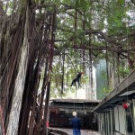 幫樹修剪也需要「望、聞、問、切」，確認好受傷枝葉的樹幹，全副武裝攀上枝頭。