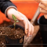 臺(tái)灣每個(gè)區(qū)域潛在森林的樹種超過百種，各地的樹種又不近相同，因此把『樹苗培育』做好，森林復(fù)育就有機(jī)會(huì)真正依循『生態(tài)』的方式來『生生不息』。