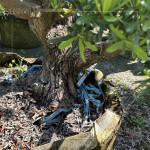 測量間距，錯落規(guī)劃樹種位置，為景觀增添視覺層次，呈現(xiàn)建築與自然交織的四季框景。