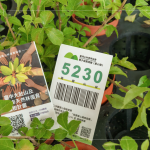 當(dāng)天新業(yè)夥伴們不只身體力行的為苗木進行換盆作業(yè)，也捐出發(fā)票，為臺灣淺山森林再出一份力，也邀請更多的人共同關(guān)注 ＃我愛山林_5230。