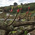 將開而未開的梨兒，是否像極了梨樹仰頭，謹以綠中帶白的嫩芽向天示好。