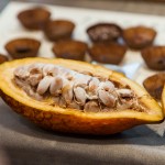 現(xiàn)場(chǎng)體驗(yàn)現(xiàn)剖可可果，裡頭新鮮的可可豆吃起來像山竹口感，帶有酸澀感，果肉厚實(shí)，是為開啟巧克力製成重要的一把鑰匙。