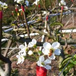 嫩芽綻出梨花後，梨花的任何動靜，蜜蜂總是先一步知道。忙著授花粉，提高梨兒結(jié)果率，小蜜蜂不愧是小農(nóng)的好幫手！