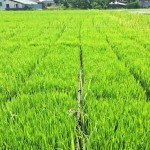 感謝大地之母賜與我們的食糧。