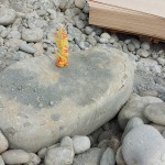 依循腦海中的畫(huà)面，選定原石後繫上記號(hào)，未來(lái)將成為社區(qū)內(nèi)的工藝亮點(diǎn)。