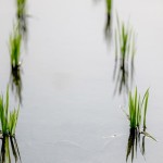 「水深苗過(guò)半，以不淹苗心為準(zhǔn)，以水護(hù)苗，以水恆溫?！怪v究的細(xì)節(jié)，成就未來(lái)的果實(shí)。