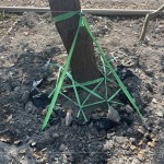 樹木的移植需經(jīng)過(guò)繁複的作業(yè)程序加上時(shí)間等待，圖中正在進(jìn)行第一階段「斷根」作業(yè)。