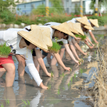 於契作認(rèn)養(yǎng)的霧峰田間，同仁們親身下田體驗(yàn)插秧盛事，感受來(lái)自大地的生命力！