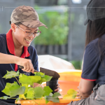 當(dāng)天換盆樹種之一的山芙蓉，又稱三醉芙蓉，需要強日照，且耐旱，在開花後的一天之中，會有三種顏色變化，像是表情善變的美人。