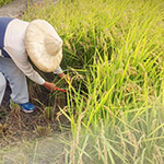 臺(tái)農(nóng)71號(hào)香米， 有著淡淡的芋頭香氣的品種