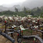 山漫著層層薄霧，山丘上點點白花悄然盛放，近看可細賞花蕊，遠觀則儼然山頭被雪染白。