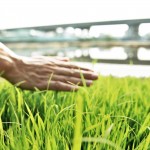 親自下田走一遭，親手拂過(guò)稻苗或稻穗，方知農(nóng)民在田野間一切的親力親為，是來(lái)自對(duì)上天的敬虔與懇切。