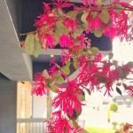 春天來了很有感，紅花繼木盡情綻放纖細的瓣兒，它的花語是「幸福與相伴一生」，大塊森鄰將祝福寄予此樹，願往後歲月靜好，讓日常沉澱出摯美與安好。