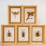 Amo老師因兒子的無心插柳，創(chuàng)造出別無以往的新穎手作課，至今的作品高達(dá)30多種，件件作品猶如工藝品般細(xì)緻完美。