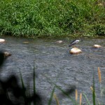 實(shí)際走覽筏子溪，環(huán)境絕對(duì)會(huì)是我們最棒的老師。及時(shí)將垃圾排除於他們的棲息處，也可以減少小動(dòng)物們因廢棄物受傷的機(jī)會(huì)。