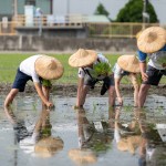 雙腳踏在柔軟的田裡，彎著腰將一株株秧苗種下，手把青秧插滿(mǎn)田，退步原來(lái)是向前。
