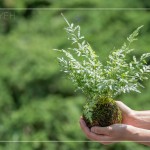 伴手禮—銀脈鳳尾蕨苔球，翠綠透徹，銀白色的葉脈如羽毛般，光線下隱隱散發(fā)銀白光芒，就像成片雪花，靜靜落在葉面上。