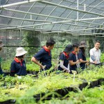 將採集到的種子，放置種子萌發(fā)室，換盆作業(yè)即是協(xié)助將種子萌發(fā)後的幼苗進(jìn)行分株換盆，有自己的家繼續(xù)茁壯長大。