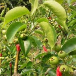 隨著時間過去，雪白而輕巧的梨花退了場，轉(zhuǎn)換為一顆顆沉甸甸的果實。