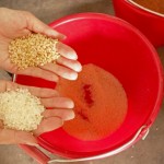 由碾米機(jī)處理過的白米一亮相，即可與尚未脫穀的稻米做出明顯區(qū)別。