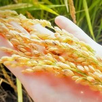 黃澄澄的臺(tái)農(nóng)71號(hào)稻子，散發(fā)出淡淡的芋頭香氣。