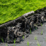 每一株都是農(nóng)民們辛苦的付出，散發(fā)著土壤、秧苗、陽光交織的香味。