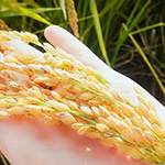 品質(zhì)被譽(yù)為可媲美日本的月光米 