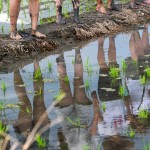 感受大地的生命力，帶來(lái)溫柔的印記，農(nóng)作以風(fēng)味，記載了大自然不朽的魅力。