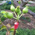 這是否看起來有點像「矮肥短」版的豬籠草呢？其實人家是還在幼兒的小水梨啦！跟食肉性植物不同，水梨不必等別人落入陷阱，而是奮力讓自己的料變得更飽滿充實，更具有可看性。