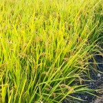 稻穗因飽滿(mǎn)而謙卑自己，建築也當(dāng)講究自己、禮遇他人。虛心務(wù)農(nóng)知天命，新業(yè)無(wú)違建築本心。