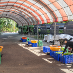 一棵樹苗必須從一顆種子播種開始，由志工們從母樹採集種子，播種發(fā)芽後，進行種子苗換盆作業(yè)，採各組分工，介質(zhì)裝盆、小苗固定、標籤樹種、灑水等。