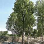 『樟樹』是常見的百年老樹，抗害力強(qiáng)、樹形挺拔優(yōu)美，是人行道與社區(qū)綠蔭中，象徵穩(wěn)定與長久的歲月風(fēng)景。