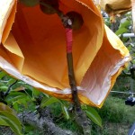 梨的養(yǎng)育與孩子的教育相當，在幼果期，梨子還沒有能力承擔外在風吹雨打，就需要一層保護避開農(nóng)藥及任何汙染物，也因此，農(nóng)民阿君每年收成的水梨送交農(nóng)試所檢驗，報告都是農(nóng)藥零檢出，連皮帶果肉都可放心吃！