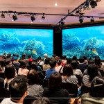 洋流裡飛翔的綠蠵龜，在小琉球藍(lán)色的光影下張大翅膀恣意翱翔，穿梭於島礁之間，展現(xiàn)海龜?shù)纳?，以及其他豐富多樣的海底生態(tài)畫面。