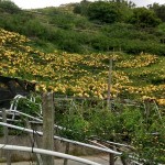 如果說梨花海是低調(diào)安靜，那麼梨子套袋後滿山滿谷黃澄澄的畫面，看起來則如質(zhì)樸中帶點不容忽視的貴氣性格。