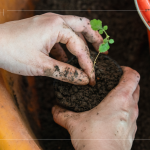 苗種根部水平放置於黑軟盆口，將調(diào)配好的介質(zhì)土壤裝進盆內(nèi)，並適當(dāng)敲盆，讓土壤不過於緊密。