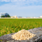 綿延近2.6萬坪的契作面積，從翠綠秧苗到金黃稻浪，是農(nóng)友們?nèi)杖招羷诔删偷呢S碩果實(shí)，更多是對(duì)這片土地的溫柔與敬愛。