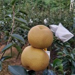 「吾家有梨初長成」！卸下袋裝的它，碩大的體型看來相當顯眼，難怪被農(nóng)家一眼相中：就決定是你們了，我將帶你們到每一位值得接受祝福的人手中。