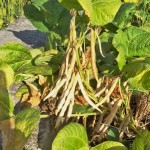 待紅豆莢成熟，農(nóng)民才可一一採(cǎi)收，撥開(kāi)豆莢挑選出飽滿(mǎn)漂亮的豆籽。