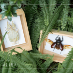 體驗(yàn)活動(dòng)—手作植物昆蟲(chóng)，透過(guò)不同的自然素材，搭配敏銳觀察力，著手製作獨(dú)一無(wú)二的專屬工藝品。