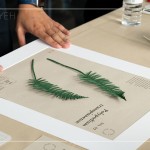 將紙蕨黏至底紙上，再黏上裱框紙，裱成框畫(huà)，增添深度感，作為家中裝飾，妝點(diǎn)綠意。