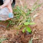 脫離盆栽後，最後一次的人為澆水，回歸大自然後，就需靠樹苗們獨立生長，吸收大自然的陽光、雨水，期盼健康長大。