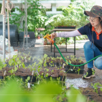 將分盆好的樹苗放置育苗方盤中，為小苗們澆水，後續(xù)統(tǒng)一放在中央培育區(qū)，培育至30-60公分，合適出栽種植的高度。