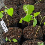 『生態(tài)植樹』選擇百種以上大肚山在地的原生樹種為主要培育對象，以符合原生態(tài)系統(tǒng)，『遺傳多樣性』種植的樹苗專案培育，以確保野生樹木基因庫的保育。